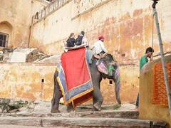 
      
      Retire Elephants from Rides at Amer Fort in Jaipur, says...
      
      