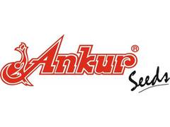 
      
      Ankur Seeds launches World's first GMS based Indian Bean Hybrids
      
      