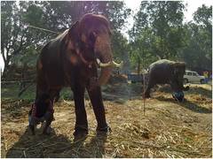 
      
      World Animal Protection urges government to stop display of...
      
      