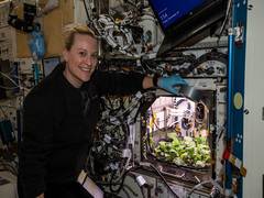 
      
      Nasa grows radishes in space under microgravity 
      
      