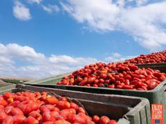 
      
      Red Gold Tomatoes from Europe available in India
      
      
