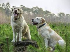 
    Researchers discover dogs' sense of smell connects to vision
    