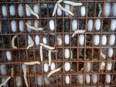 
      
      Researchers use silkworm silk hoping for better treatment of...
      
      