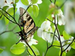 
      
      Study attempts first global risk index for pollinator...
      
      