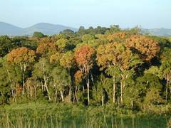 
    Rain not significant factor for Africa 'green-up' phenomenon: study
    