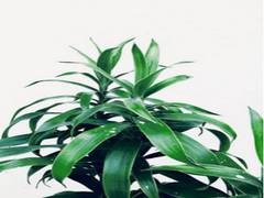 
      
      Artificial photosynthesis promises clean, sustainable source...
      
      