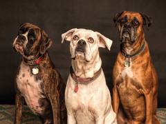 
      
      Study: Dogs trace ancestry to two separate wolf populations,
      
      