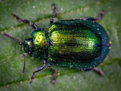 
      
      Microstructure found in beetle's exoskeleton contributes to...
      
      