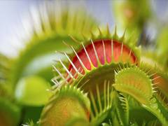 
      
      How does Venus fly trap snap shut? Scientists reveal the secret!
      
      
