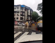 
      
      Man delivers food on horseback, Swiggy offers 5k reward for his i
      
      