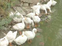 
      
      No reports of bird flu in Tripura, confirms state government
      
      