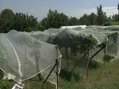 
      
      J-K: Better infrastructure under Rashtriya Krishi Vikas...
      
      