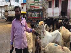 
      
      COVID-19: Indore's goat market waits for customers ahead of...
      
      