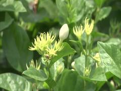 
      
      Jasmine growers in TN's Madurai demand perfume factories,...
      
      