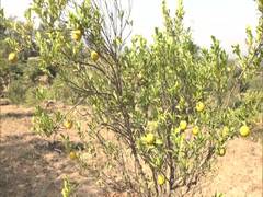 
      
      Seasonal crops getting damaged: Udhampur farmers
      
      