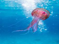 
      
      Study sheds big light on ocean nutrients with tiny organisms' help
      
      