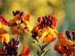 
      
      Wallflowers could lead to new drugs to treat cancer, heart...
      
      