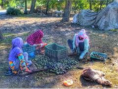 
      
      Manigam: A hamlet in Anantnag district known as walnut village
      
      