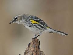 
      
      Scientists discover 10 new bird taxa
      
      
