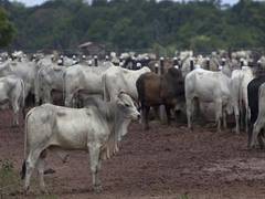 
      
      Maharashtra: Cow vigilantes assault youth over...
      
      