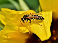 
      
      Wasps valuable for ecosystems, economy and human health just...
      
      