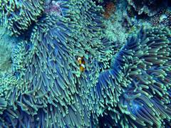 
      
      Study reveals big difference in how coral reef fish larvae...
      
      