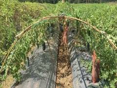 
      
      Tripura CM praises farmer who cultivates watermelon in offseason
      
      