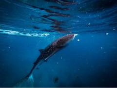 
      
      2 women killed in shark attack near Red Sea resort: ministry
      
      