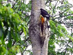 
      
      Viral video of father Hornbill feeding his partner melts hearts
      
      