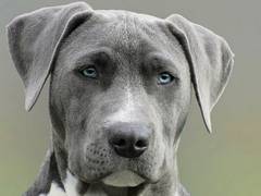 
      
      Study finds evidence of talent in dogs
      
      