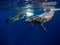 
      Climate change predicts a southward shift of New Zealand's whales
      