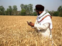 
      
      Wheat in surplus for entire year in India: Centre
      
      
