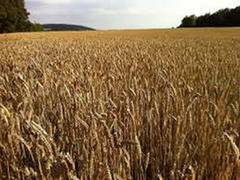 
      
      India's wheat exports surpass USD 872 million in current...
      
      