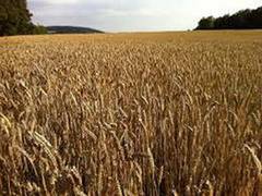 
      
      Uttarakhand govt increases wheat procurement price to Rs...
      
      