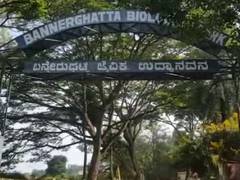 
      
      Bengaluru MLA adopts elephant, tigress
      
      