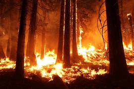 
      
      Hot temperature key factor to predict risk of wildfires,...
      
      