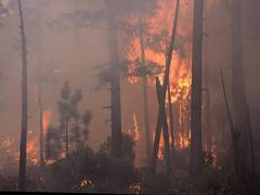 
      
      California wildfire destroys several homes, thousands...
      
      
