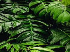 
      
      Plants ability to actively control water loss evolved earlier...
      
      
