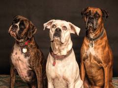 
      
      Service dogs improve lives of veterans with PTSD: Research
      
      