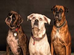
    Dogs learn new words after hearing them only four times: Study
    