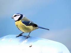 
      
      Common insecticides threaten survival of wild birds: Study
      
      
