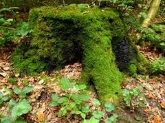 
      
      Surrounding trees keep tree stumps alive!
      
      