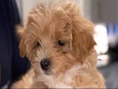 
      
      Catherine Zeta-Jones welcomes new four-legged fur-ball to her...
      
      