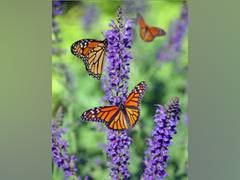 
    Butterflies, moths have difficulty adjusting to changing climate: Study
    