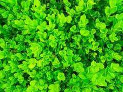 
      
      Study finds what makes plant cell walls both strong and extensible
      
      