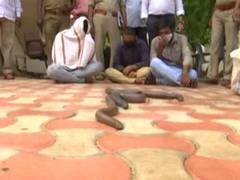 
      
      4 held in Andhra for smuggling endangered Sand Boa snakes 
      
      