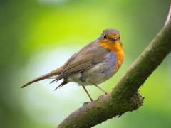
      
      Global warming causing animals to 'shapeshift': Study
      
      