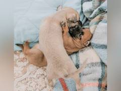 
      
      Feeding dogs raw meat linked to antibiotic-resistant bacteria
      
      