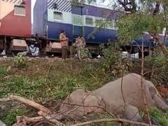 
      
      Uttarakhand: Elephant killed after being mowed down by train...
      
      