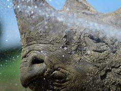 
      
      Demand for traditional Chinese medicine in Africa sparks...
      
      